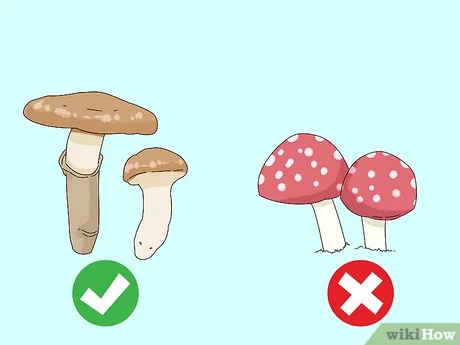 mushrooms